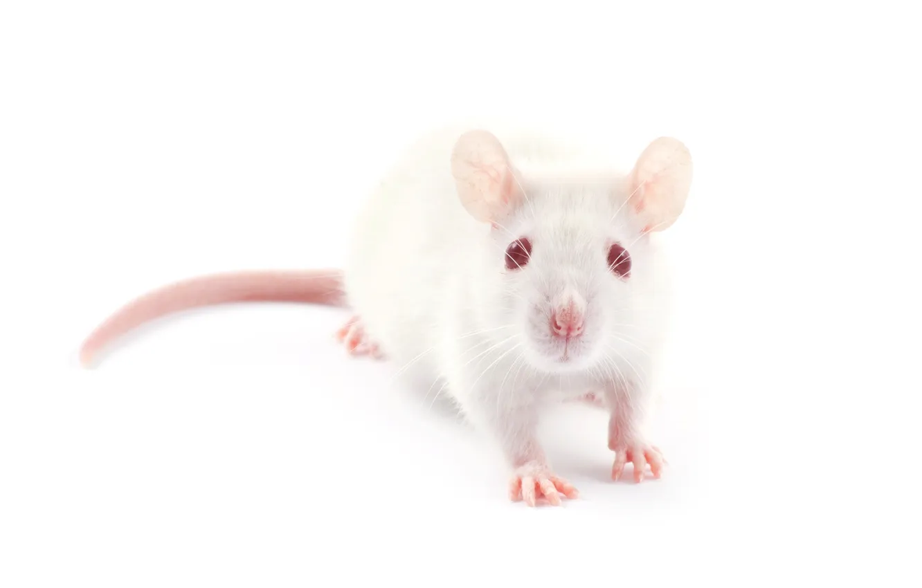 Фото обои red, medic, pet, rat, mouse, mammal, rodent, pest