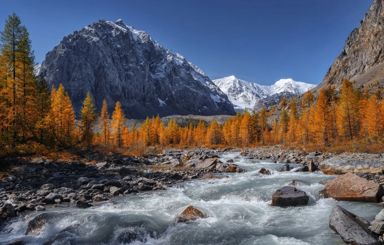 Фото обои осень, деревья, горы, река, камни, Россия, Алтай, Алтайские горы