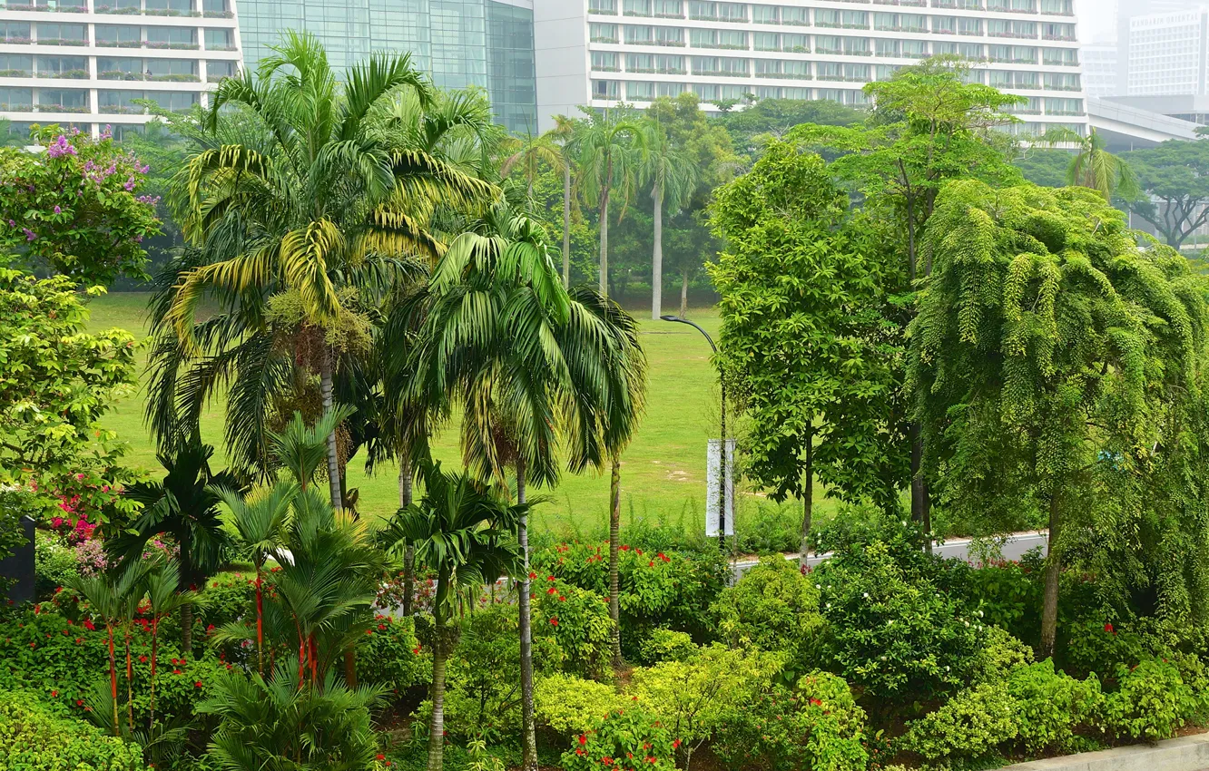Фото обои зелень, деревья, цветы, тропики, парк, пальмы, дома, Сингапур