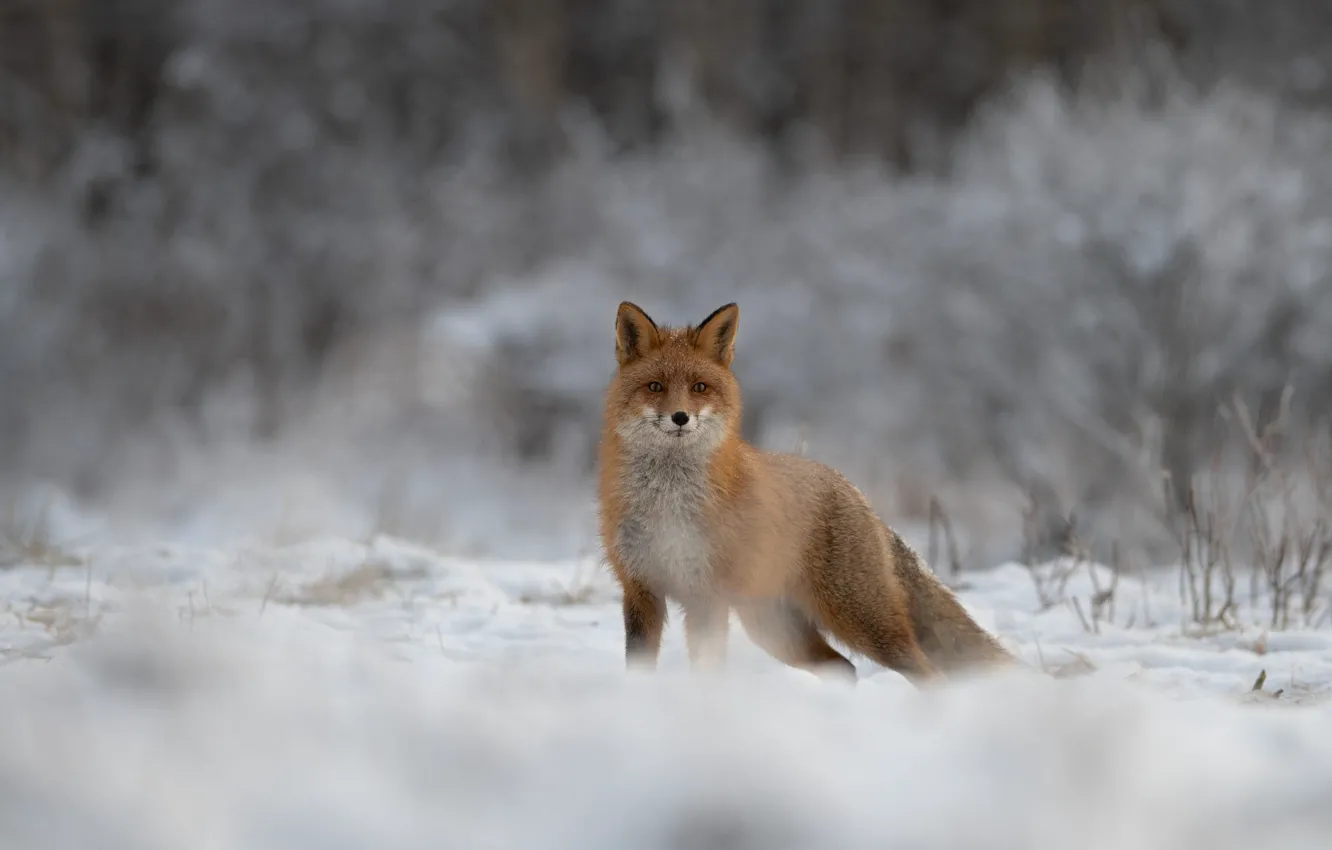 Фото обои зима, иней, лес, взгляд, снег, ветки, природа, поза