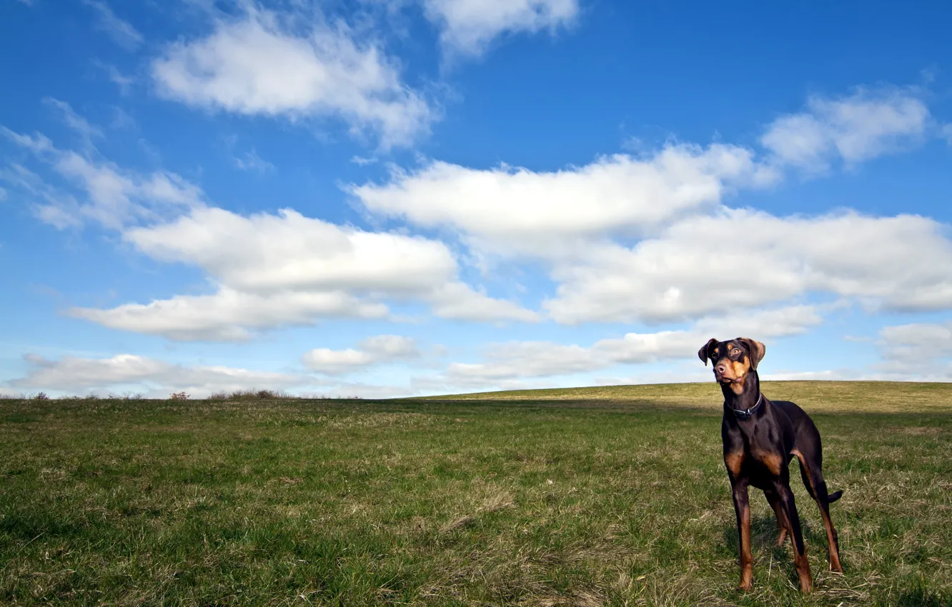 Фото обои поле, небо, собака