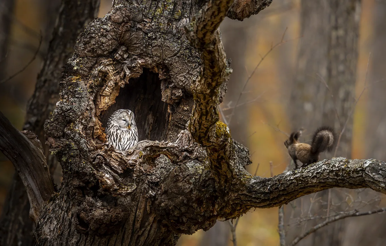 Фото обои дерево, сова, белка, tree, дупло, owl, squirrel, hollow