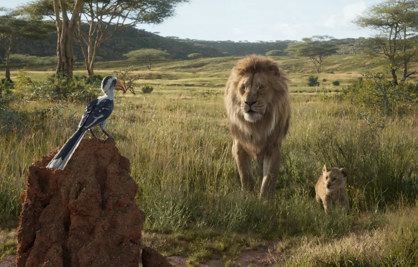 Фото обои птица, Король Лев, Симба, The Lion King, Муфаса