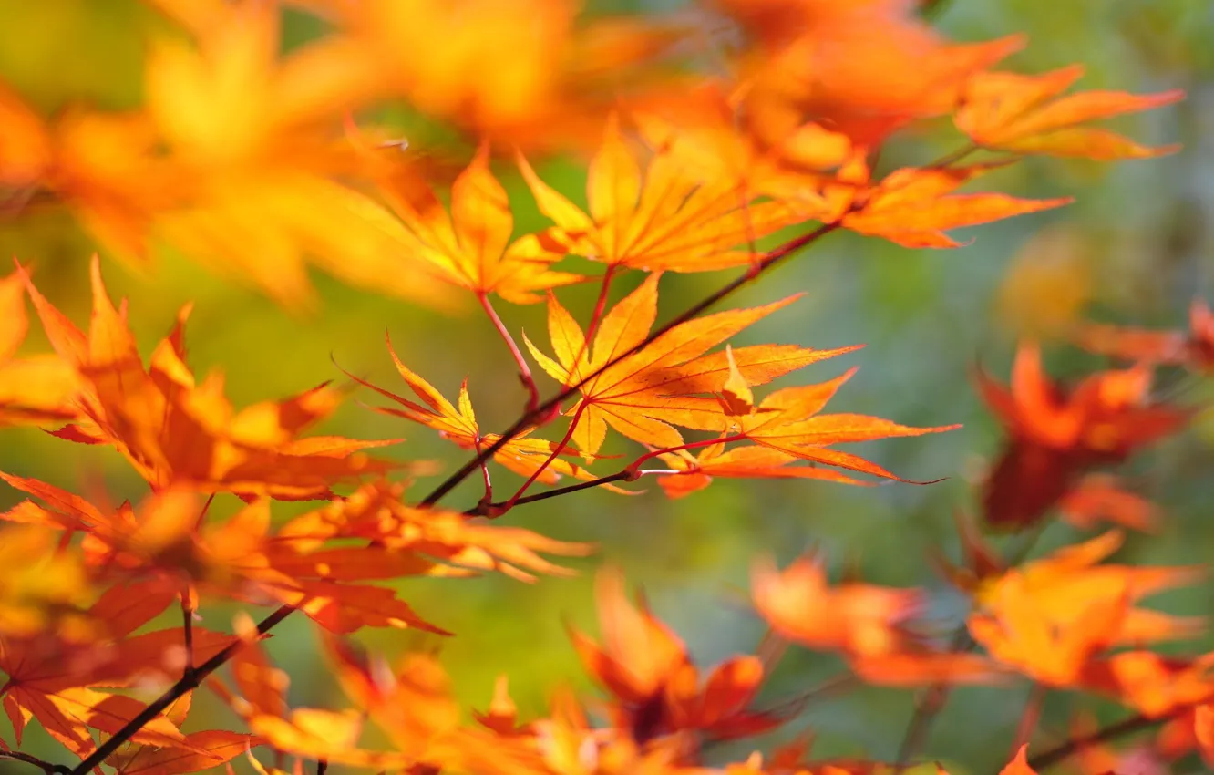 Фото обои осень, листья, Ветка, клен
