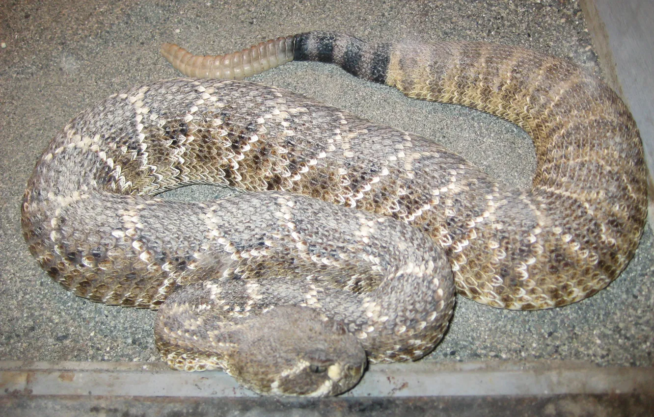 Фото обои змеи, змея, авторское, snakes, гремучая змея, rattlesnake, Photo by Arlen Shahverdyan, авторское фото Арлен Шахвердян