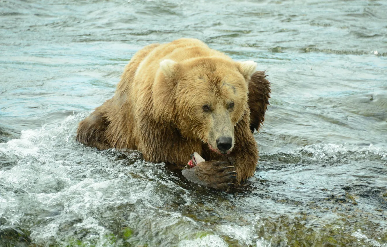 Фото обои Медведь, водоем, добыча, рыбная ловля