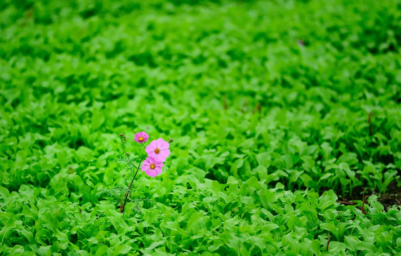 Фото обои зелень, поле, цветок, листья, природа, розовая, космея