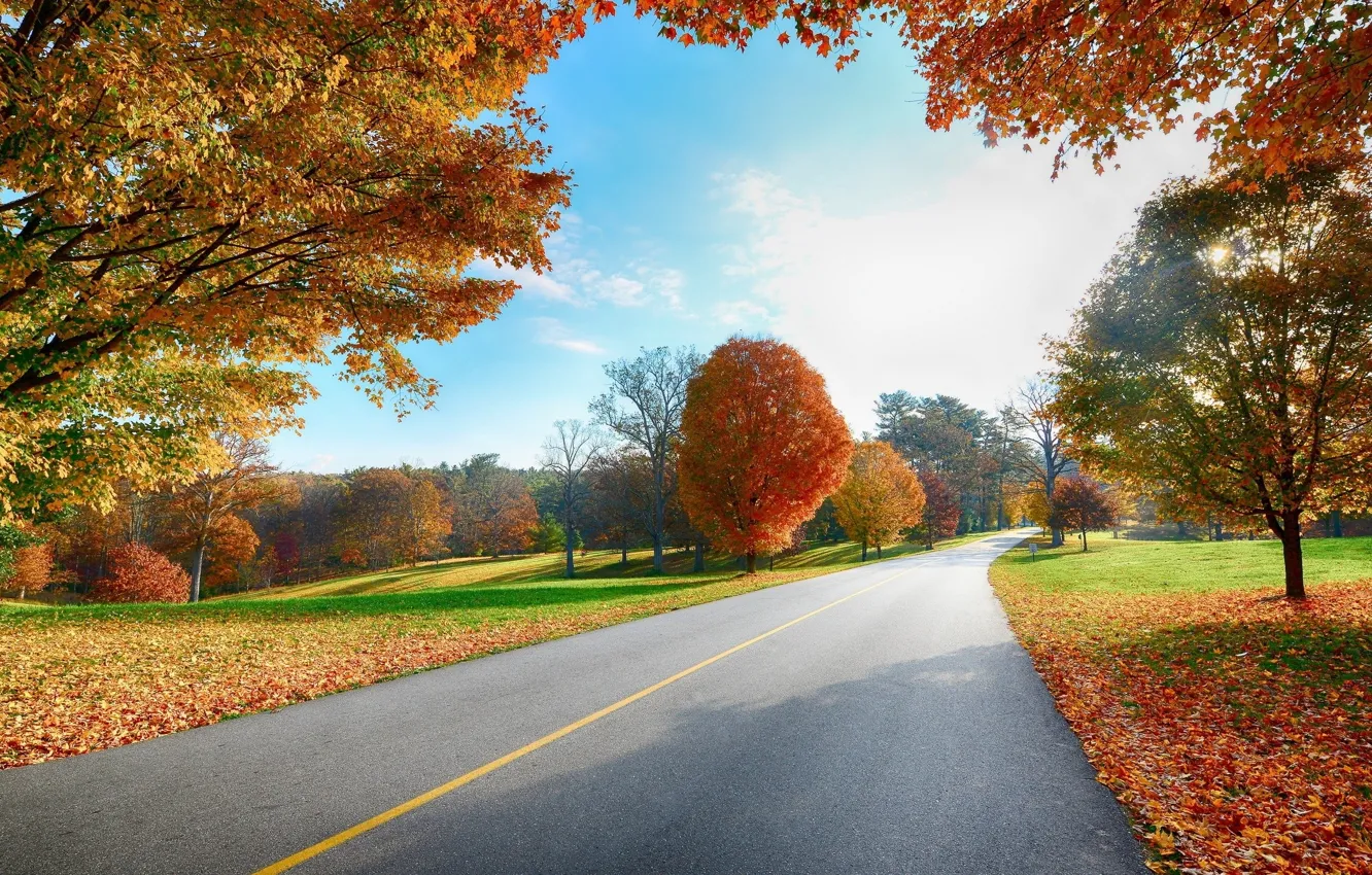 Фото обои дорога, осень, деревья, листва