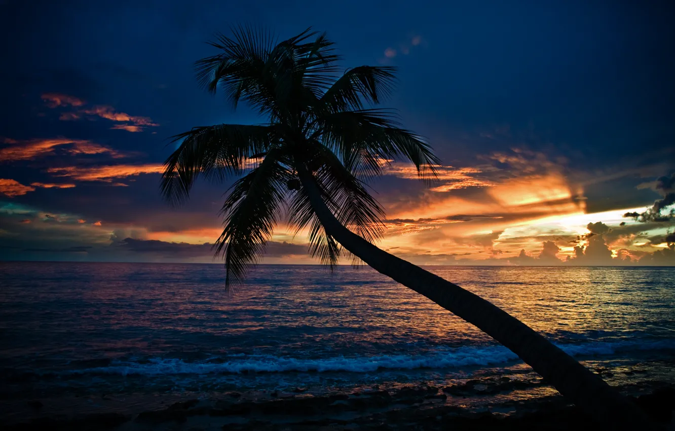 Фото обои море, пляж, закат, пальма