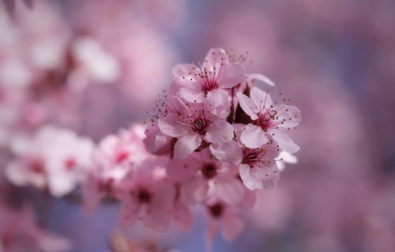 Фото обои цветы, фон, ветка, весна, розовые, цветение, боке