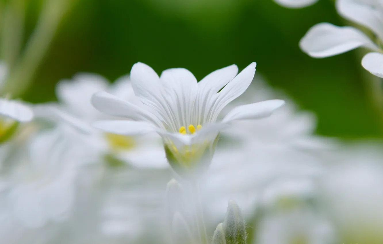 Фото обои Весна, Spring, Боке, Bokeh, White flower, Ясколка, Белый цветок