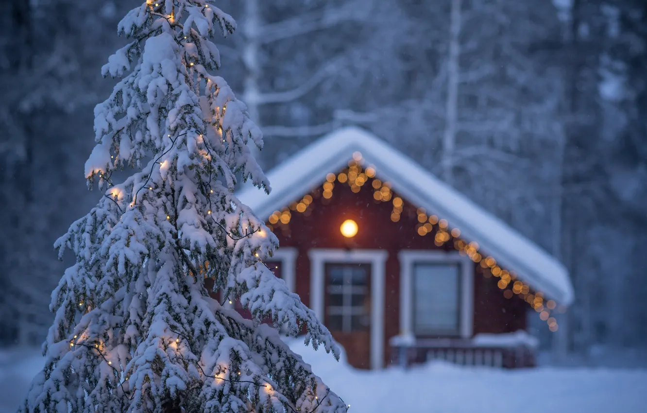 Фото обои зима, праздник, елка