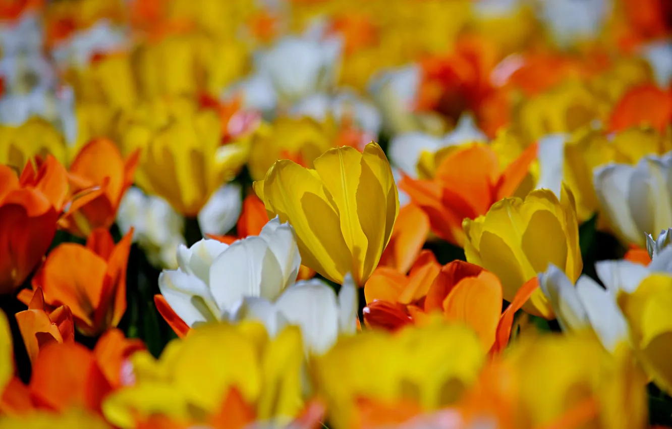 Фото обои поле, весна, лепестки, луг, тюльпаны