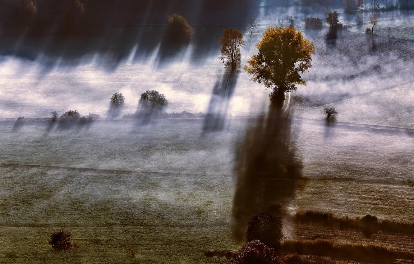 Фото обои поле, лучи, деревья, туман, тени