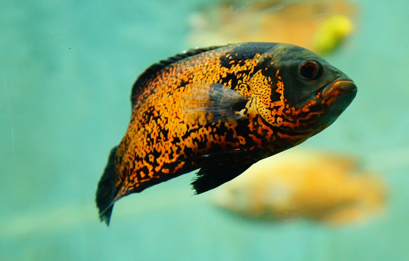 Фото обои animals, nature, water, tropical fish, .fish