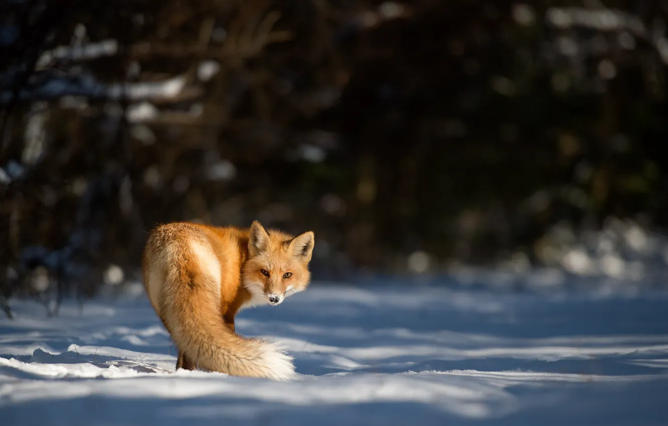 Фото обои fox, winter, snow, looking, wildlife