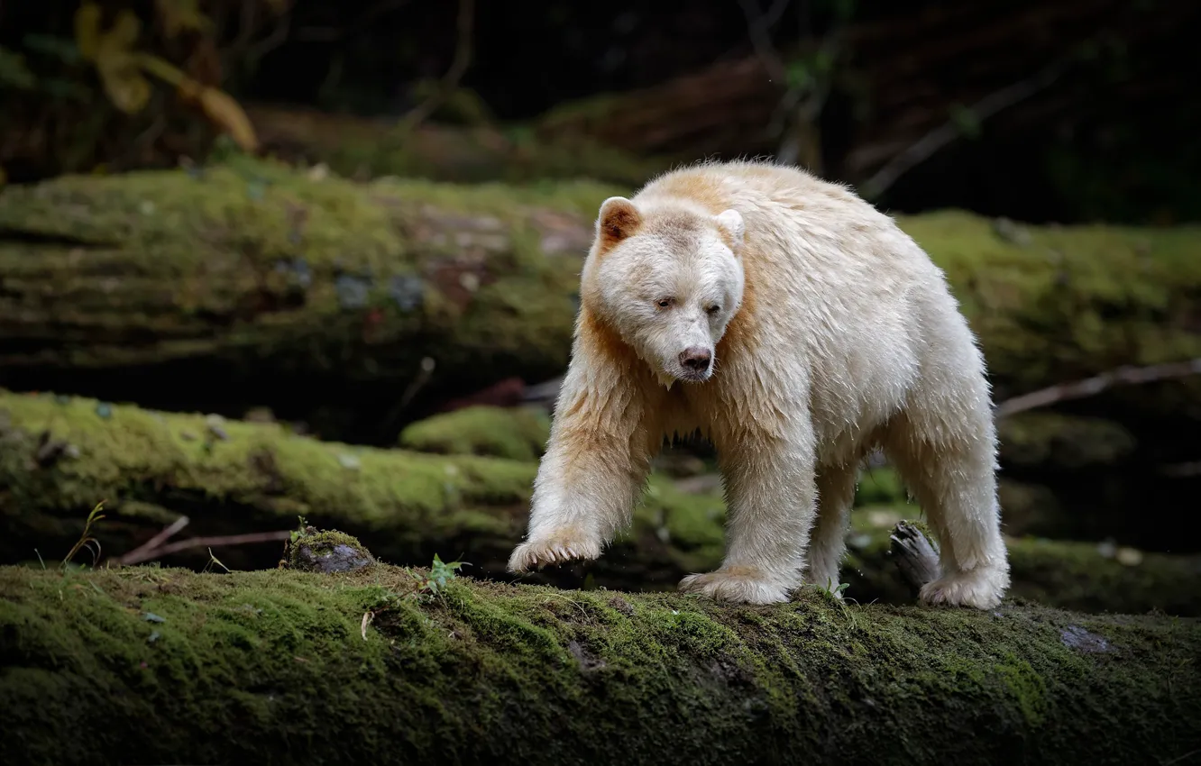 Фото обои мох, медведь, брёвна, Кермодский медведь
