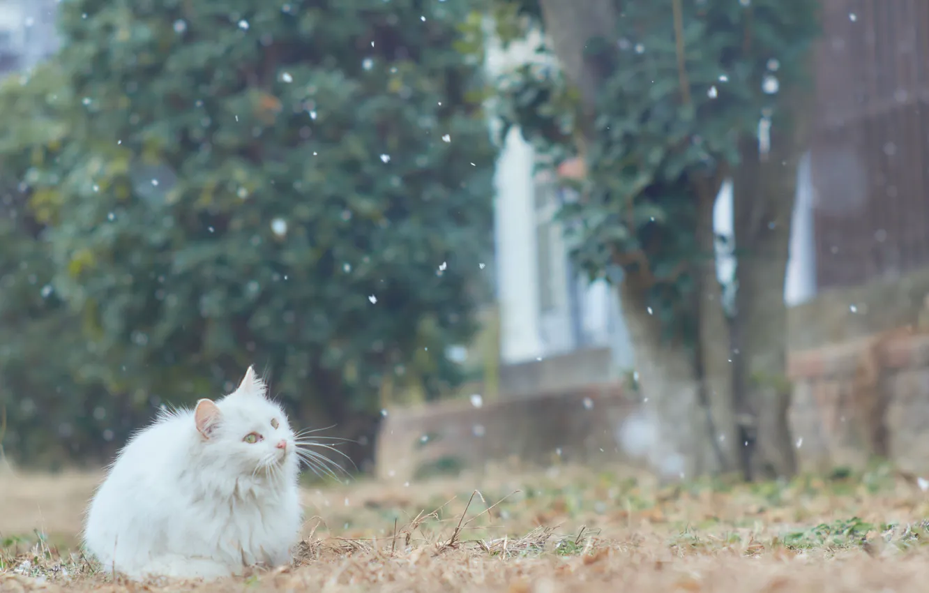 Фото обои кошка, белая, снежок