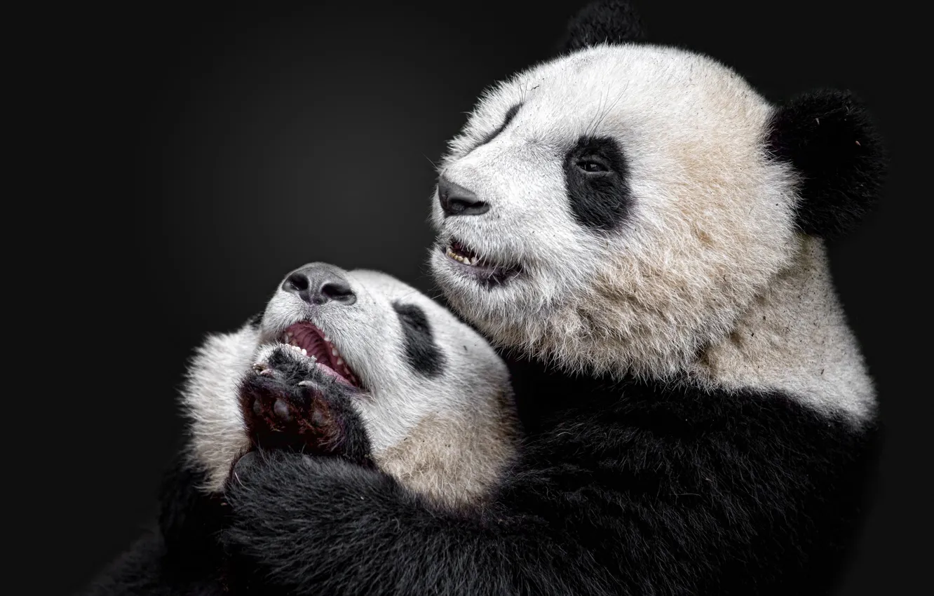 Фото обои панда, бамбуковый медведь, большая панда