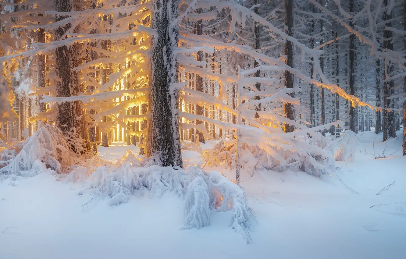 Фото обои зима, лес, свет, снег, деревья, природа
