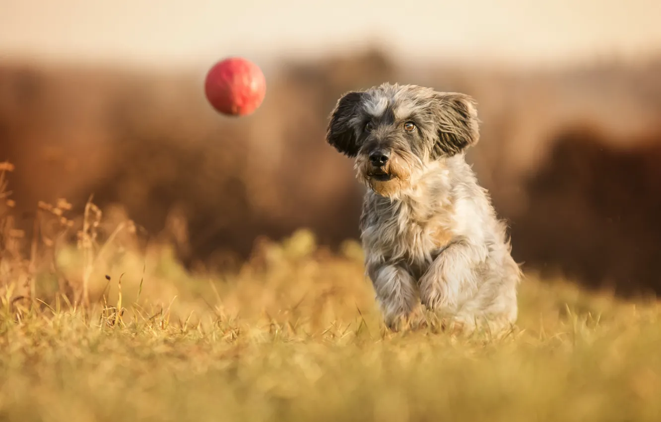 Фото обои собака, прогулка, мячик, боке