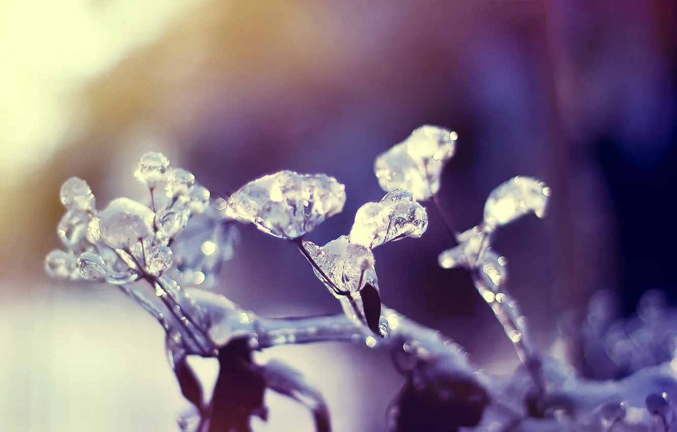 Фото обои холод, лед, растение, льдинки