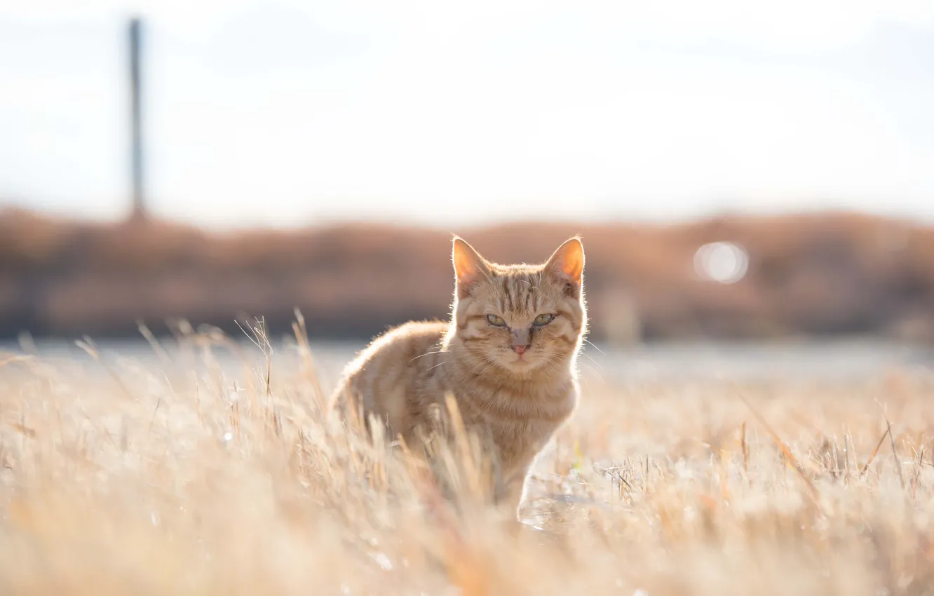 Фото обои grass, field, cat, sunny