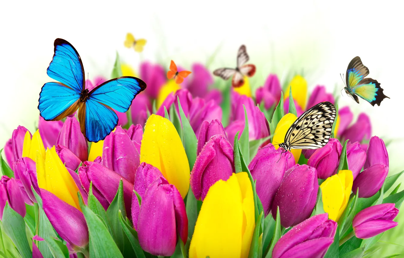 Фото обои бабочки, цветы, весна, colorful, тюльпаны, fresh, yellow, flowers