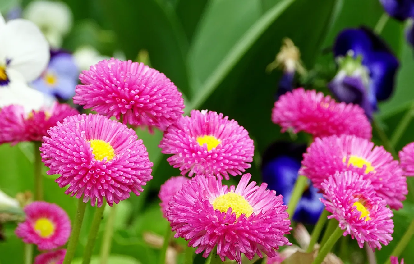 Фото обои цветы, розовые, Flowers, pink