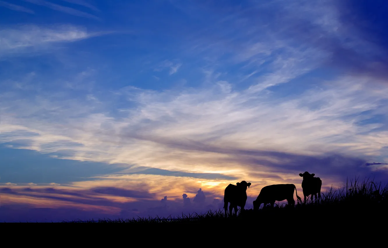 Фото обои небо, рендеринг, вечер, коровы, силуэты, фотоарт
