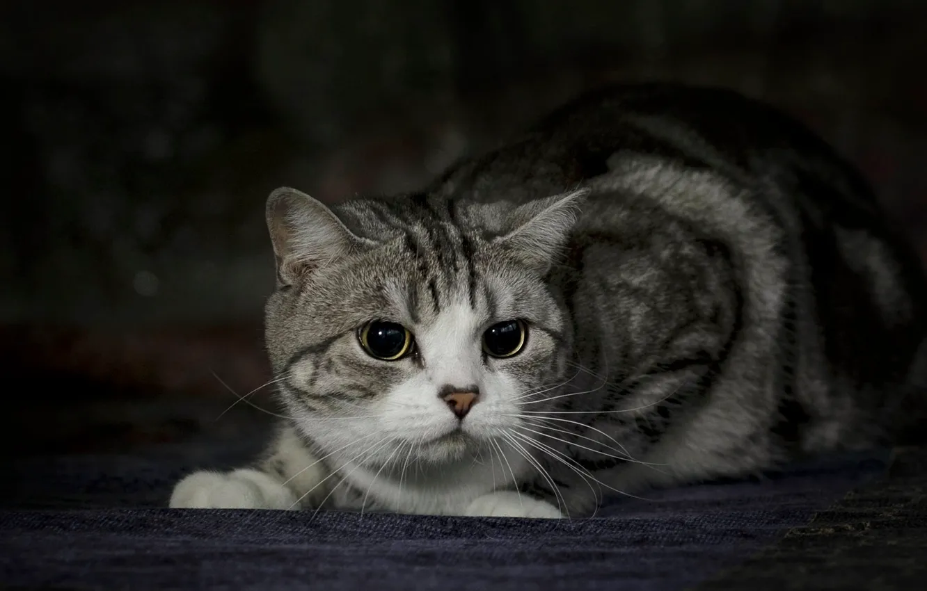 Фото обои кошка, глаза, кот, взгляд, табби