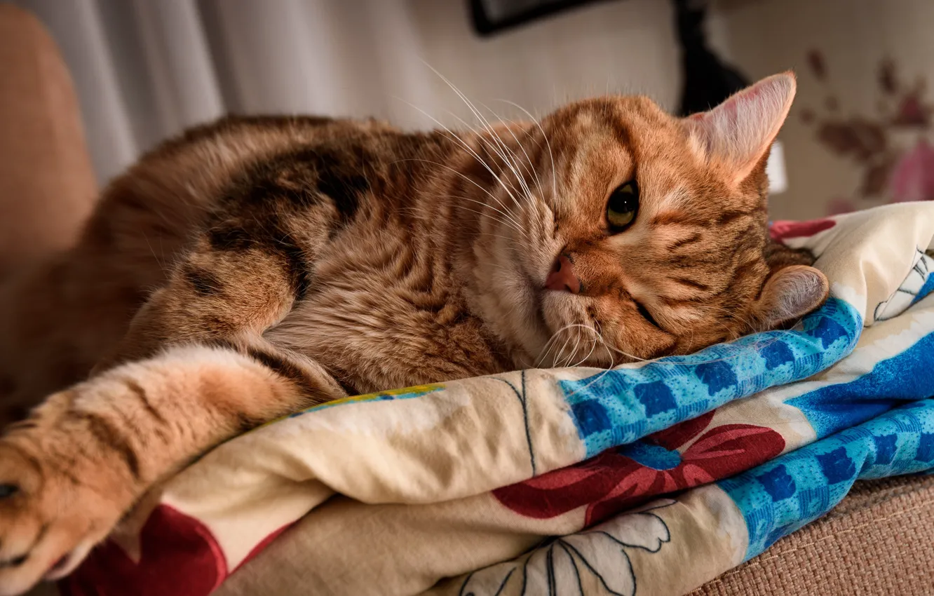 Рыжий кот на кровати