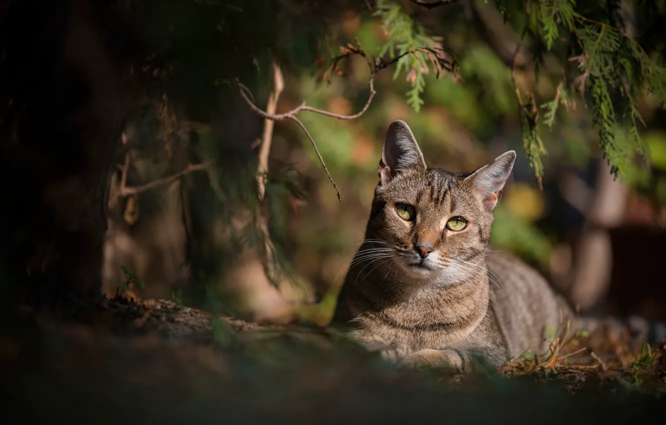 Фото обои кошка, кот, взгляд, ветки, боке
