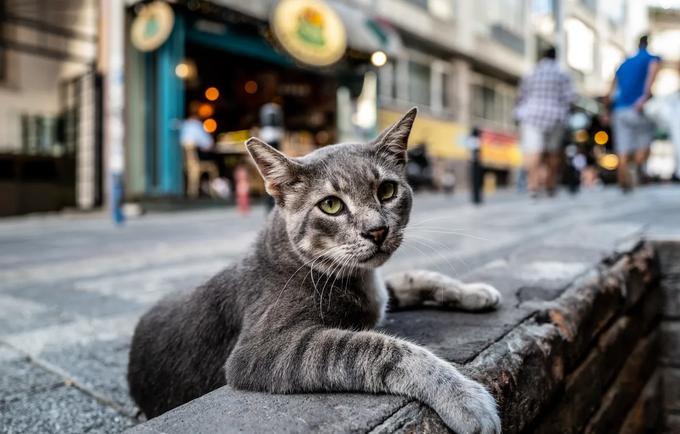 Фото обои кот, улица, коте