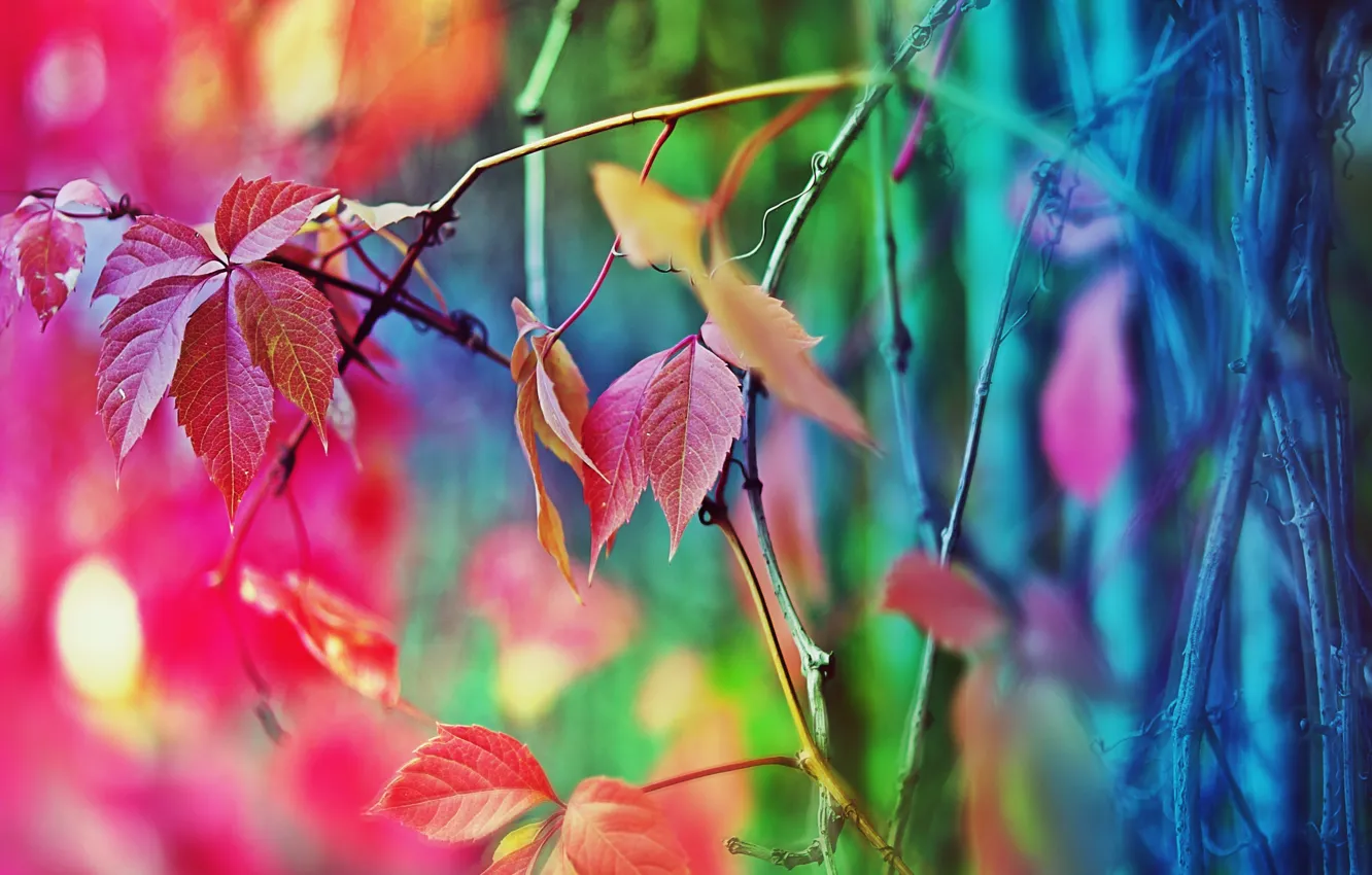 Фото обои цвета, дерево, забор, настроение осень