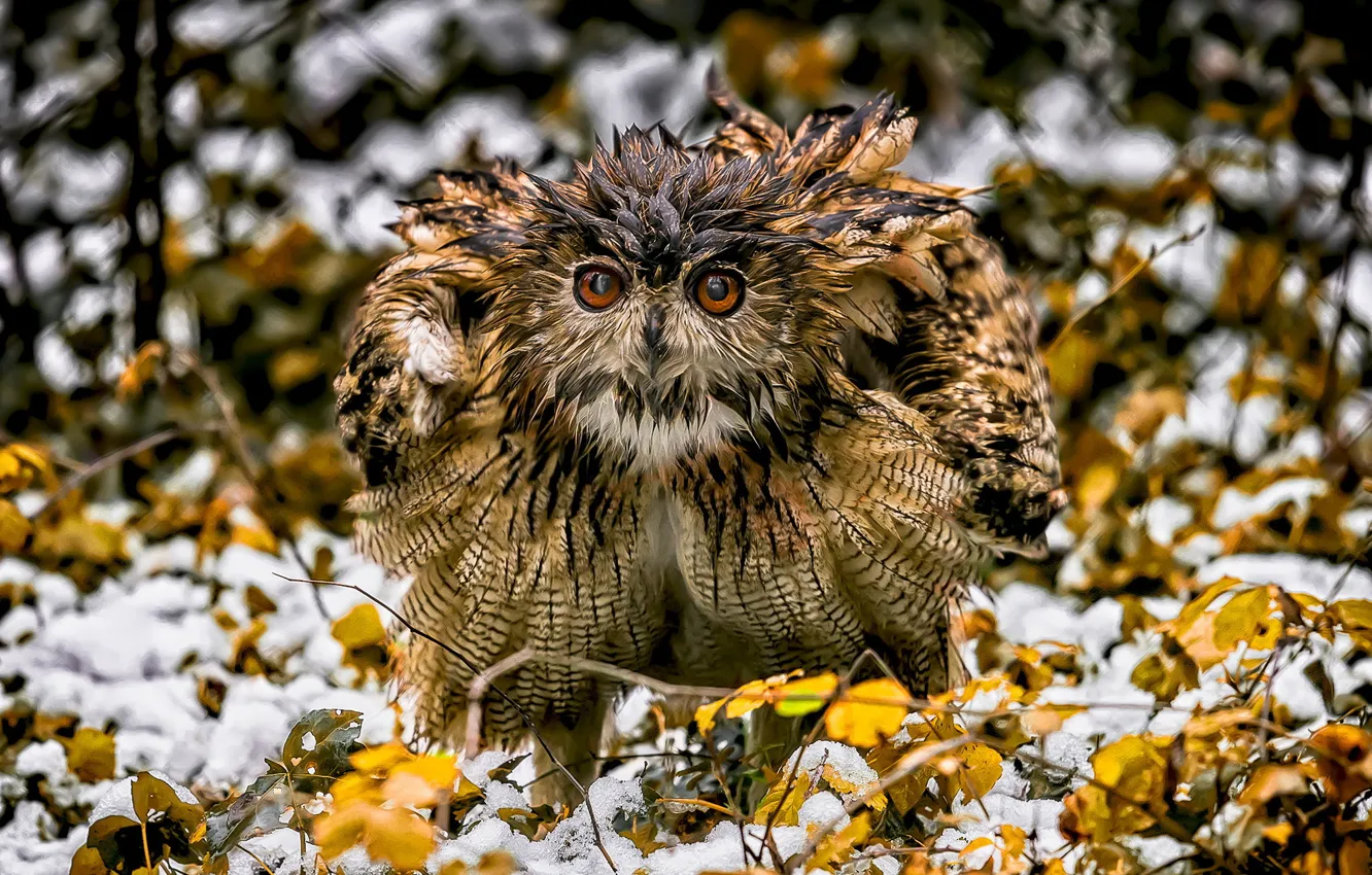 Фото обои природа, птица, owl