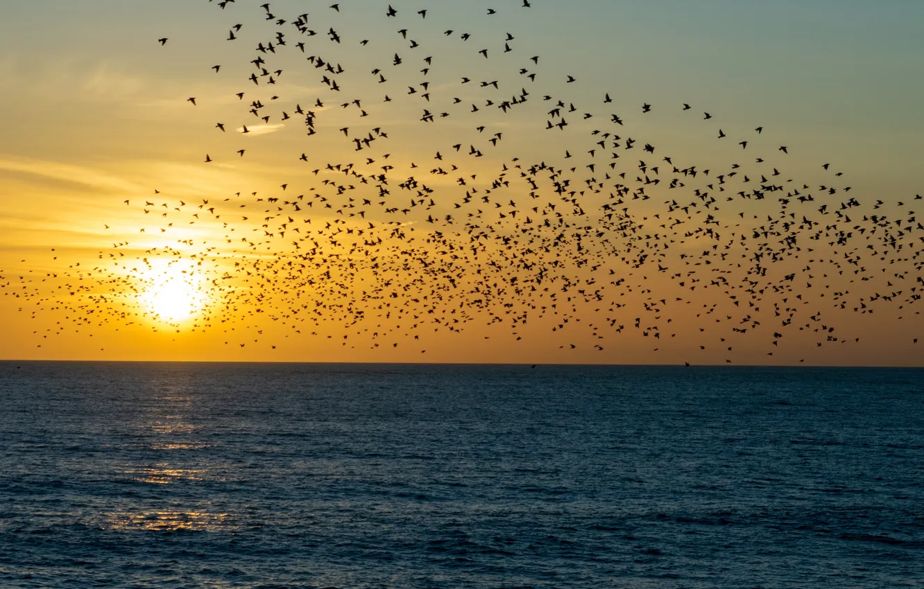 Фото обои море, солнце, закат, птицы, природа, стая, полёт