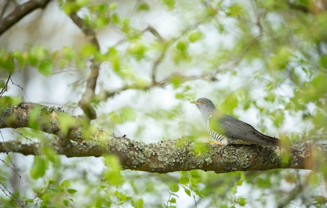 Фото обои зелень, деревья, ветки, птица, листва, размытие, весна, голуби