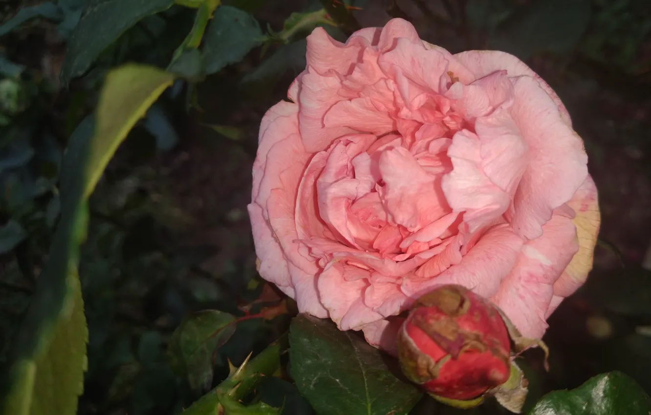 Фото обои осень, розовая, роза, Meduzanol ©