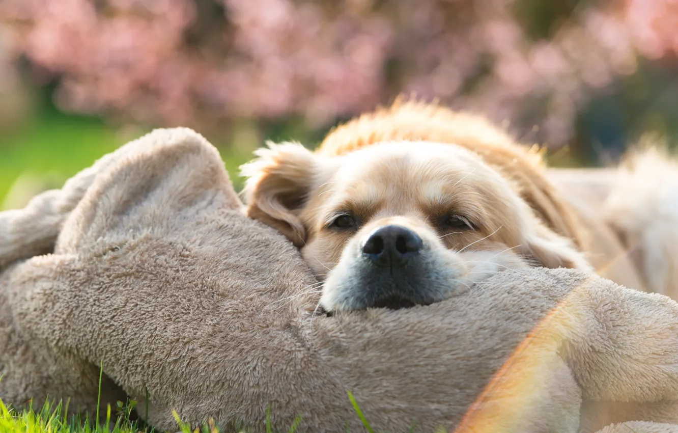 Фото обои взгляд, друг, собака, Golden Retriever