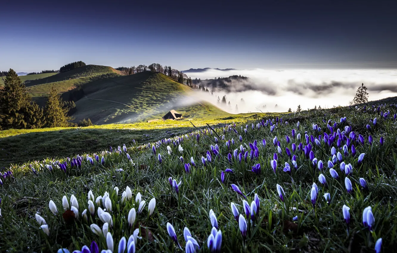 Фото обои цветы, природа, утро