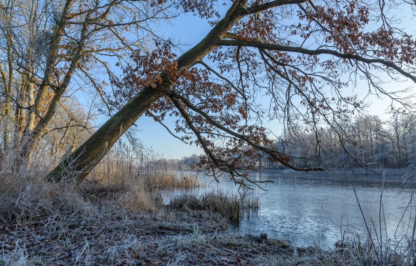 Фото обои зима, иней, лес, трава, снег, ветки, озеро, пруд