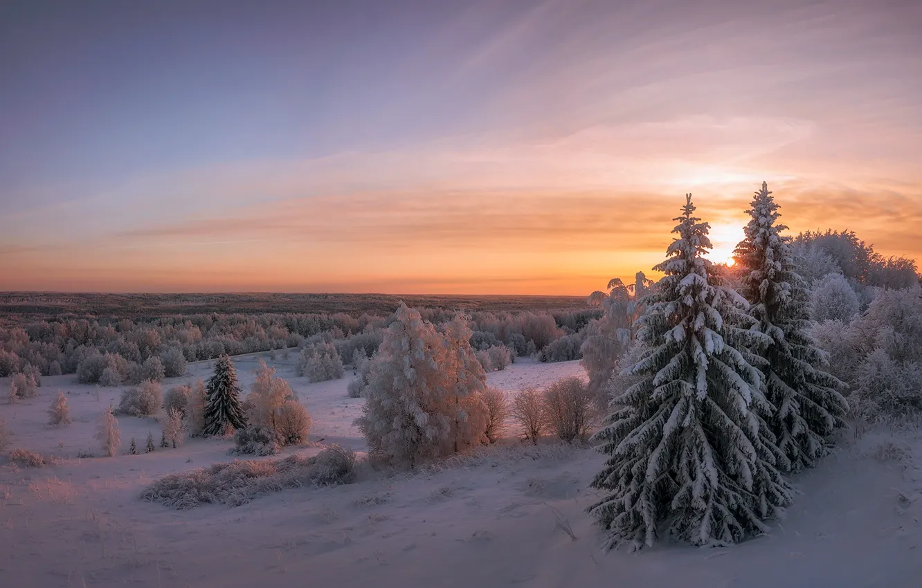 Фото обои зима, снег, деревья, пейзаж, закат, природа, ели, леса
