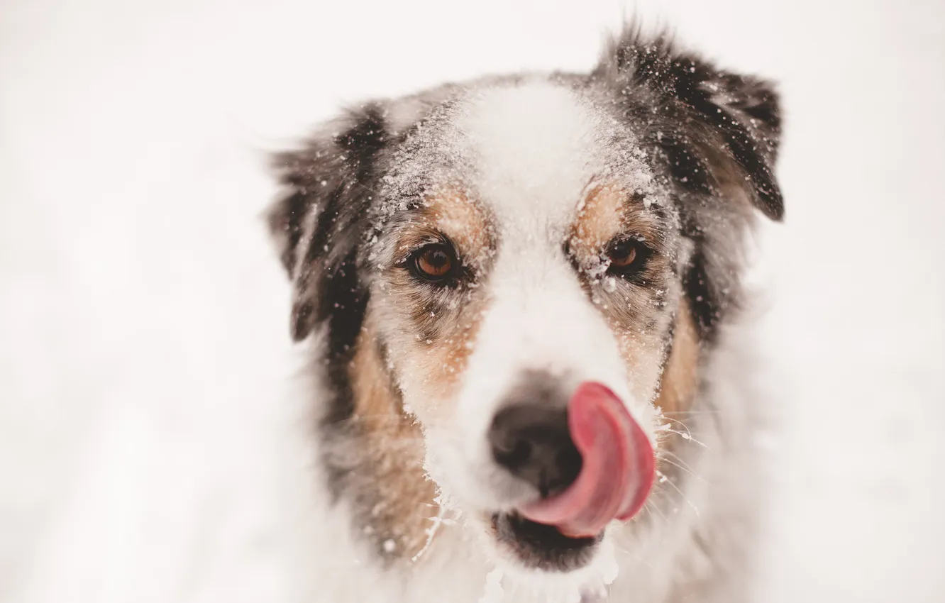 Фото обои взгляд, друг, собака