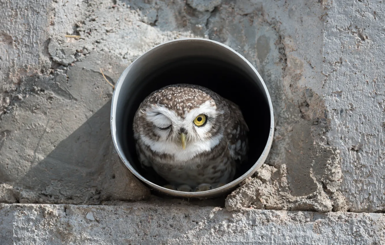 Фото обои Сова, Птица, Индия, Bird, India, Пятнистая сова, Spotted owl
