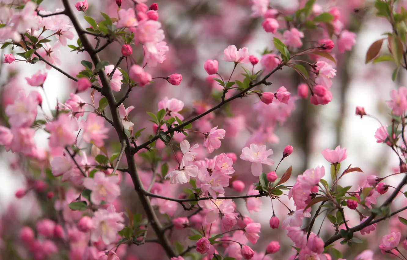 Фото обои ветки, дерево, розовый, весна, цветение