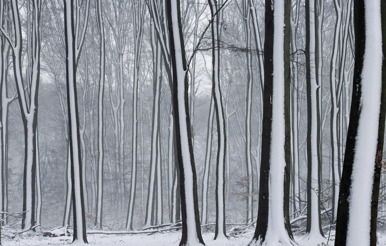 Фото обои зима, снег, Деревья
