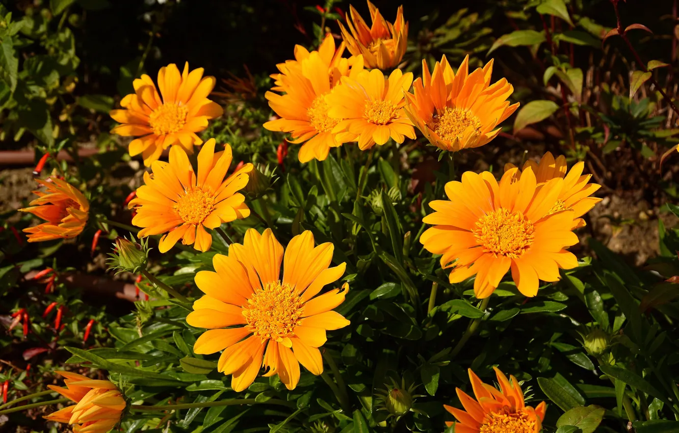 Фото обои цветы, flowers, газания