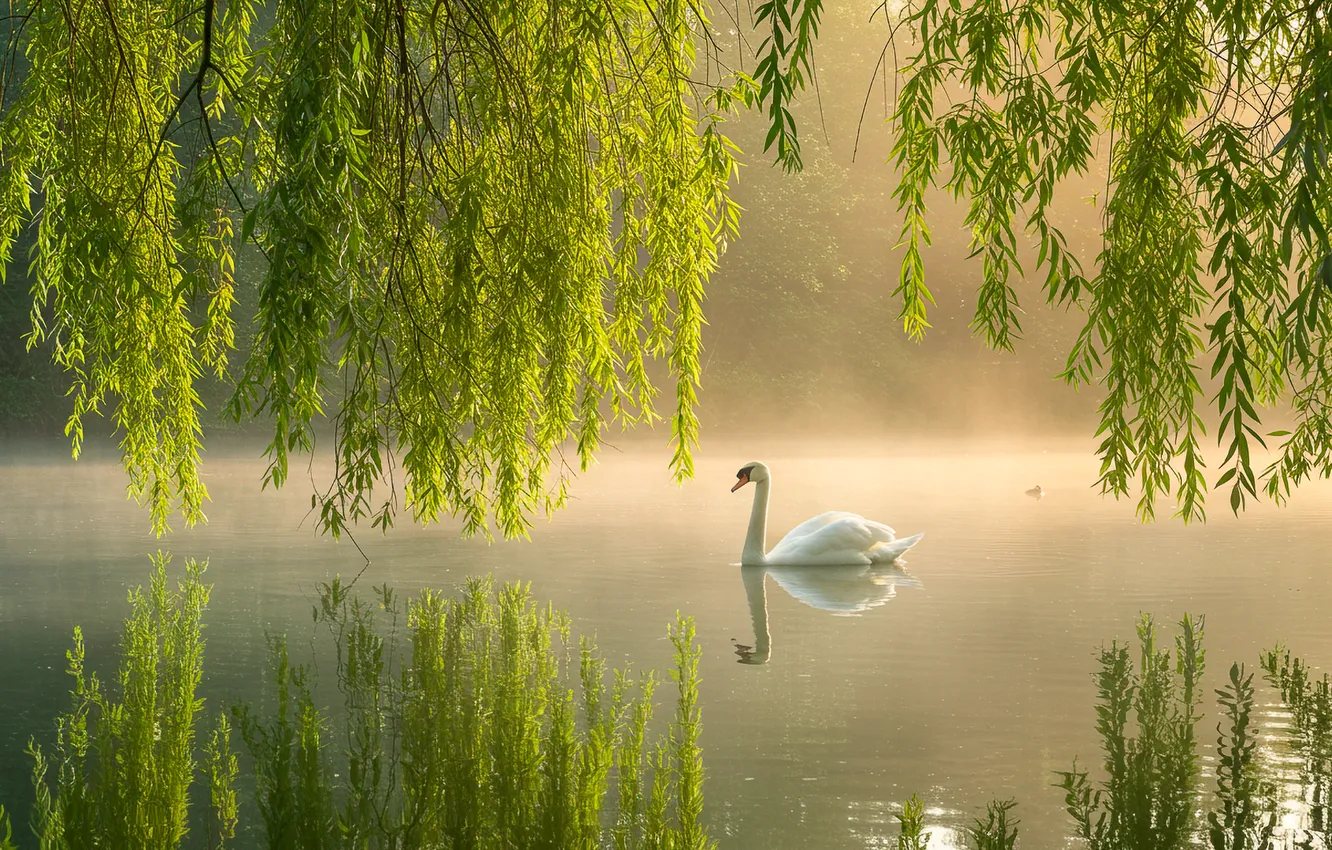 Фото обои вода, озеро, отражение, обои, дымка, wallpaper, лебедь, swan