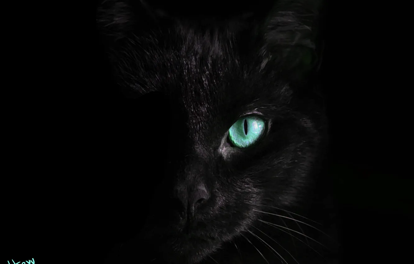 Фото обои кот, черный, бирюзовые глаза